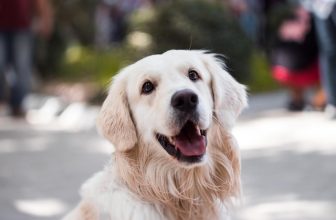 honden