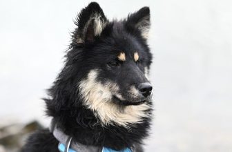 Zo geef je jouw huisdier de beste zorg: 3 onmisbare tips