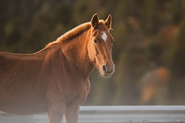 paardenspullen