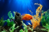 Een gids voor beginners in aquariumvis verzorging
