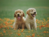 Welke hond past het beste bij mij?