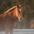 Essentiële paardenspullen voor elke ruiter en elk seizoen